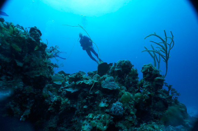 Andros Island coral reef bahamas