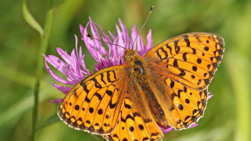 Saint Martin Butterflies