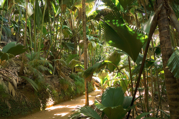 Seychelles yacht trip Vallée de Mai Nature Reserve: Praslin Island
