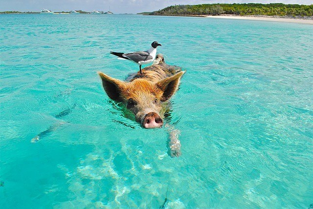 Swimming with the pigs-Bahamas Sailing in the Bahamas Yacht Charter