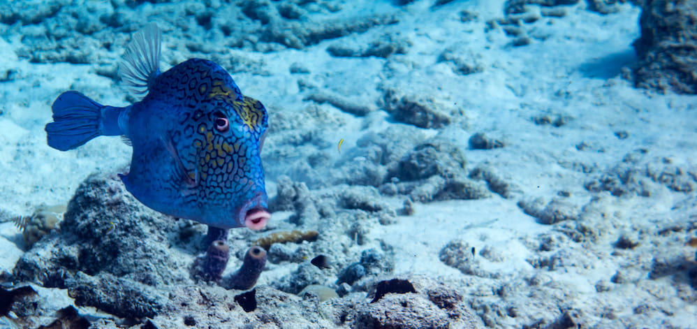 Bonaire Top 8 scuba diving destinations in the Caribbean